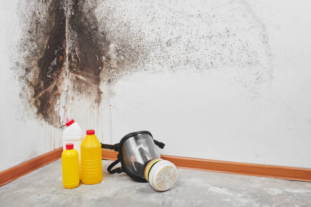 Best Fast Mold Removal  in Aumsville, OR