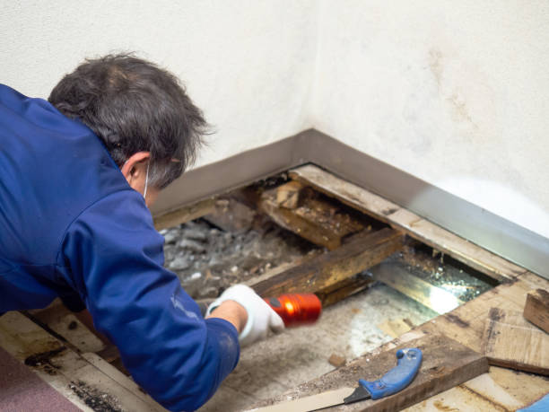 Best Residential Mold Removal  in Aumsville, OR
