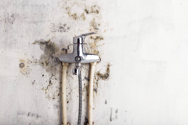 Best Home Mold Removal  in Aumsville, OR