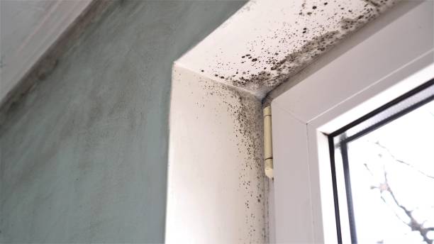 Best Certified Mold Removal  in Aumsville, OR