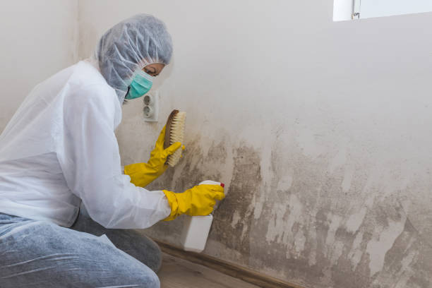 Best Mold Inspection  in Aumsville, OR