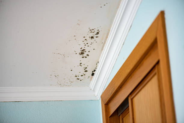Best Attic Mold Removal  in Aumsville, OR