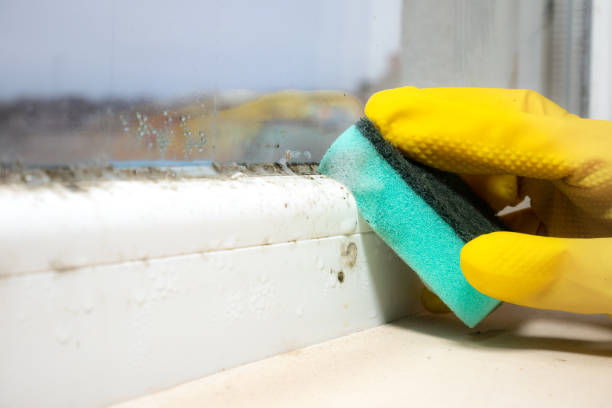Best Office Mold Removal Services  in Aumsville, OR