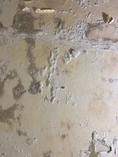 Best Mold Testing  in Aumsville, OR