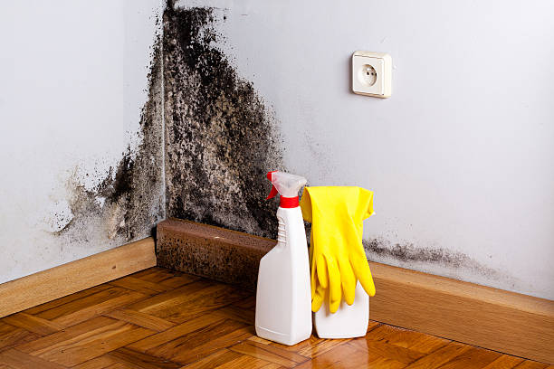 Best Mold Cleaning Services  in Aumsville, OR