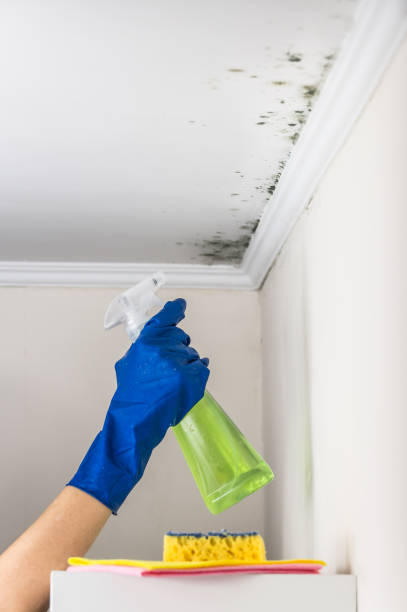 Best Black Mold Removal  in Aumsville, OR